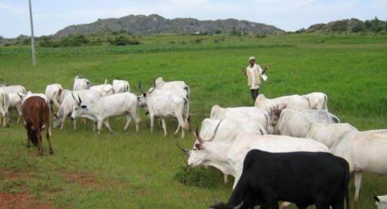 Screenshot_20250712-083506